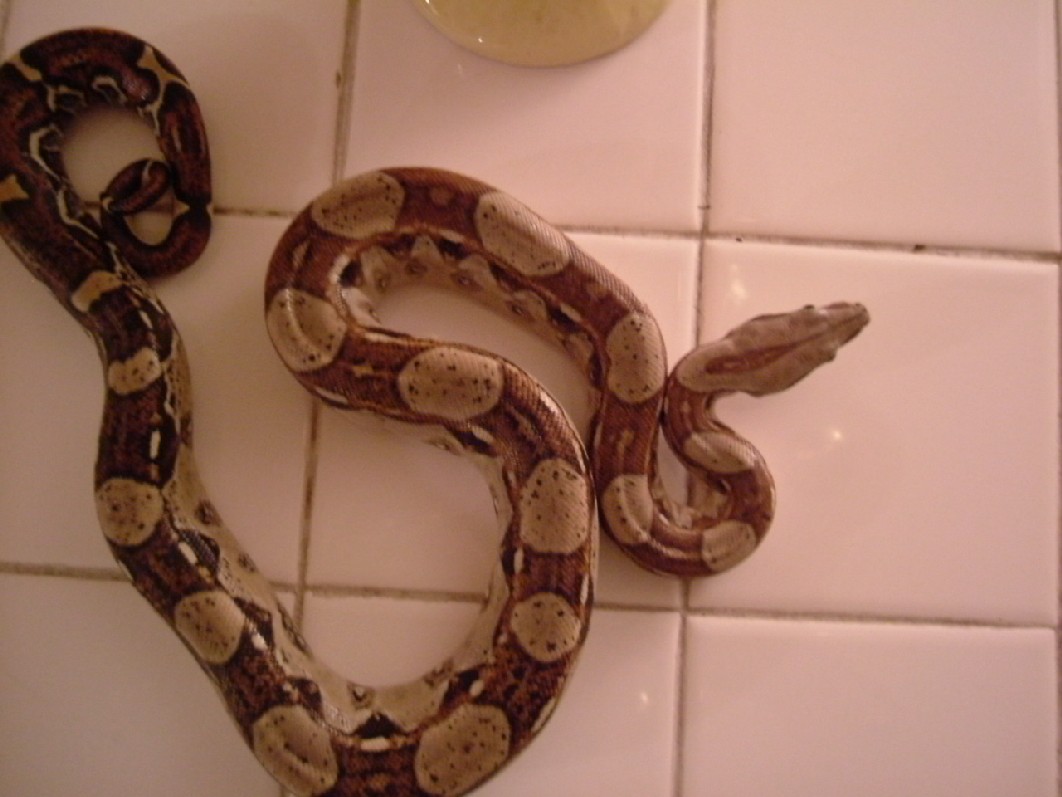 boa unknown?