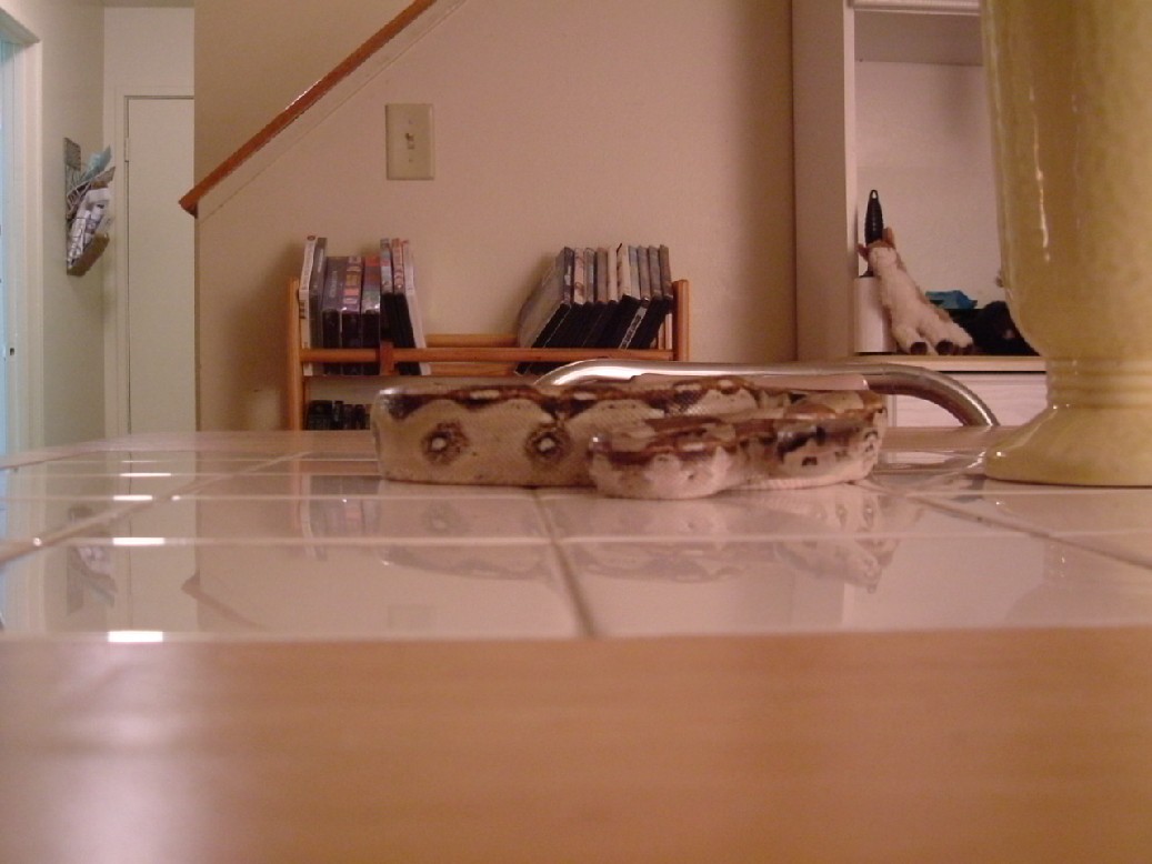 uknown boa?