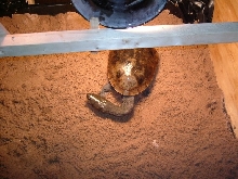new female snake neck