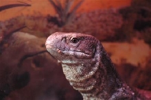 Sabastian The Monitor