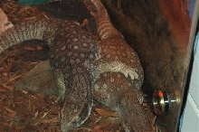 Love Lizards