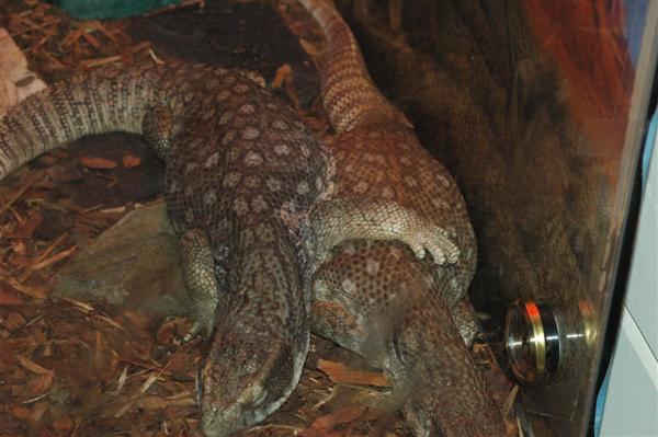 Love Lizards