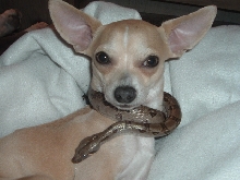 Trust me friends, the "cute little dog " is far more threatening.