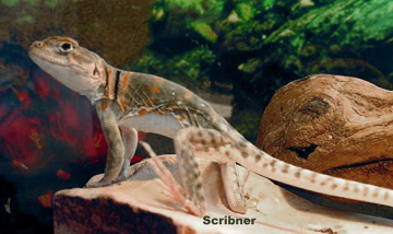 Scribner