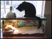 Cat TV