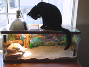 Cat TV