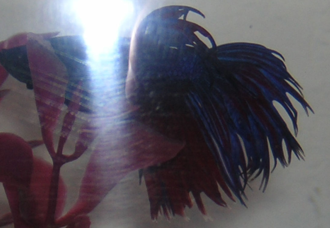 betta white fin