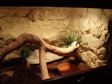 Terrarium-Lampropeltis triangulum sinaloae