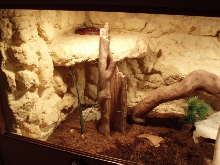 Terrarium-Lampropeltis triangulum sinaloae