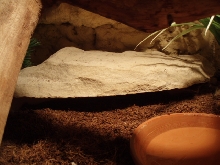 Terrarium-Lampropeltis triangulum sinaloae
