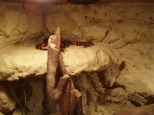 Lampropeltis triangulum sinaloae