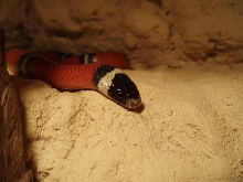 Lampropeltis triangulum sinaloae