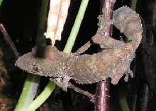 U. henkeli Juvenile 1