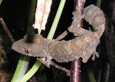 U. henkeli Juvenile 1