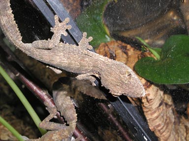 U. henkeli Juvenile 2