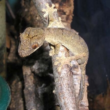Uroplatus guentheri,  cb 2004