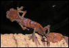 Cb Uroplatus Phantasticus