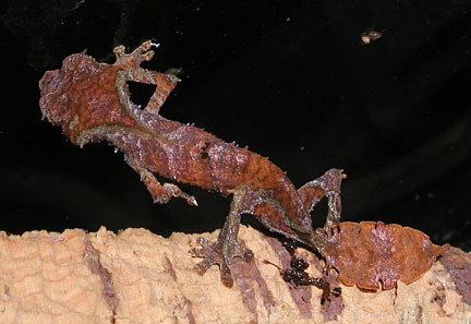 Cb Uroplatus Phantasticus