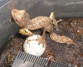 U. phantasticus hatchling Jan. 05