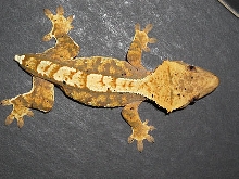 Female Crested Gecko, no tail