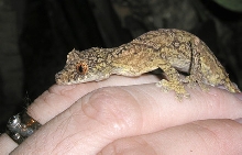 U. ebenaui cb adult