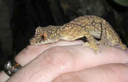 U. ebenaui cb adult