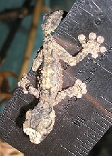 undescribed Uroplatus hatchling, Oct 2002