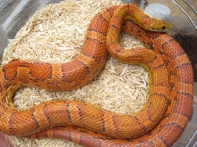 sunkissed adult female 1