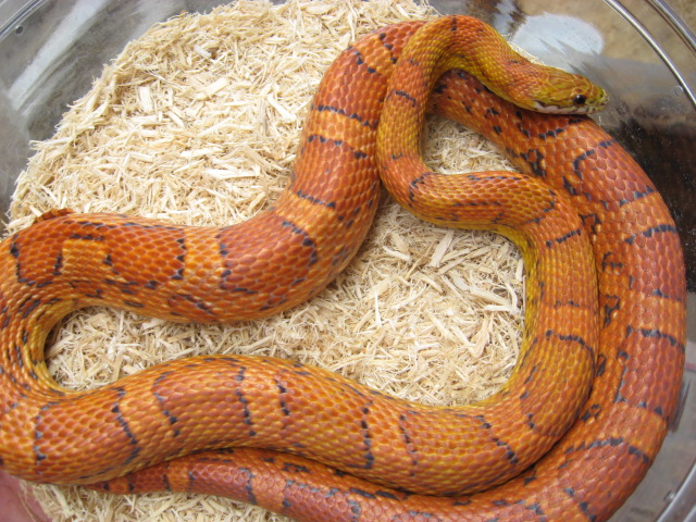 sunkissed adult female 1
