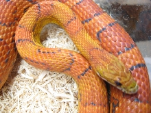 sunkissed adult female 2