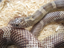 Goini adult female