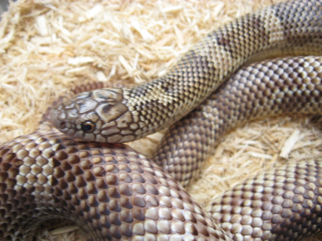 Goini adult female