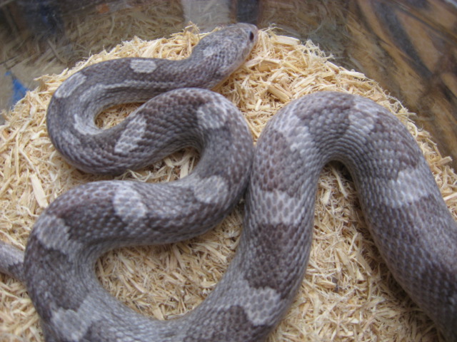 Plasma female