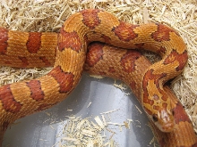 Tharacorn adult male (Thayeri x Corn)