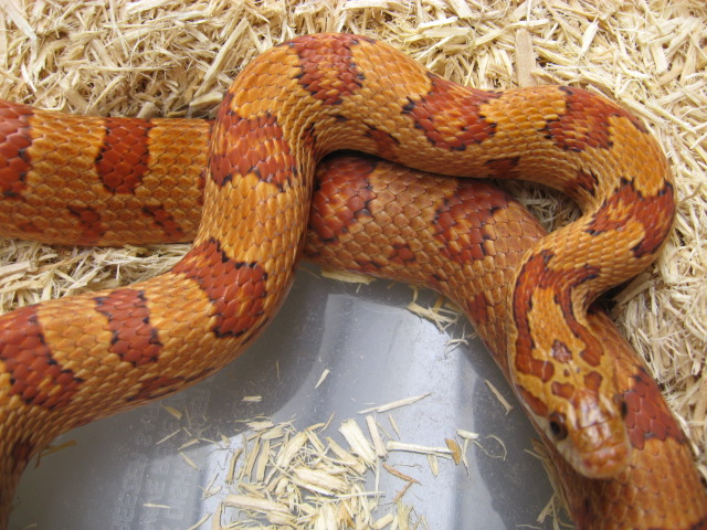 Tharacorn adult male (Thayeri x Corn)