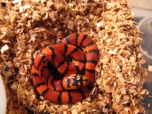 Cornduran