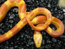Albino Cornelson