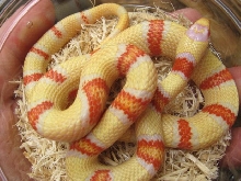 Candy Colored Clown 1