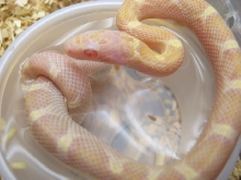 white-sided amel beast corn female