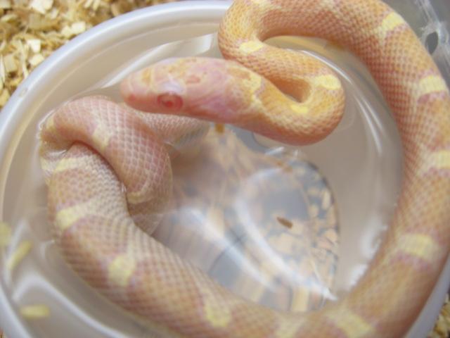 white-sided amel beast corn female