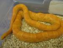 orange amel
