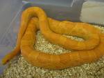 orange amel