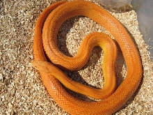 patternless orange amel
