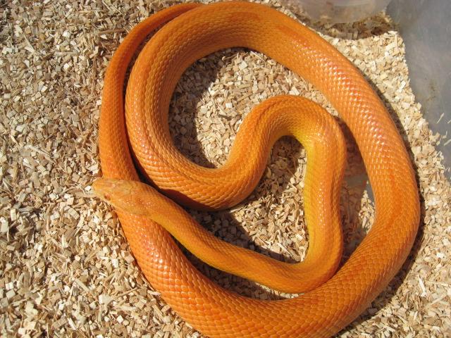 patternless orange amel