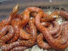 Flame Hypo Brooks