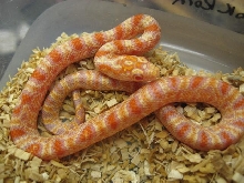 albino brook korn