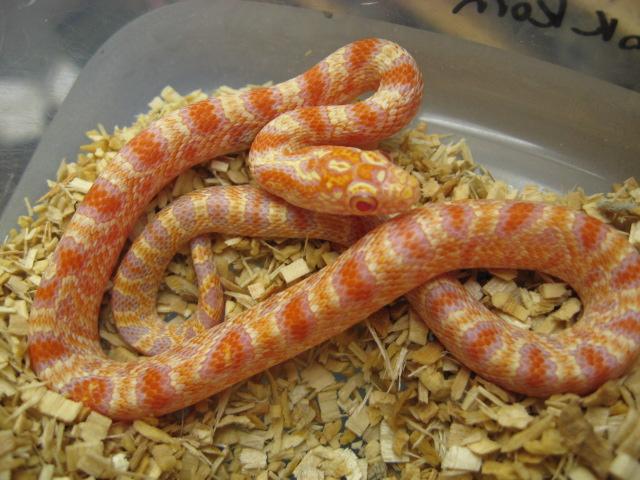 albino brook korn
