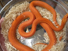 Patternless Striped Orange Amel