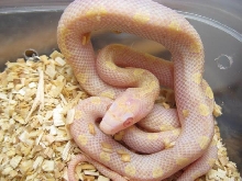 white-sided amel beast corn male