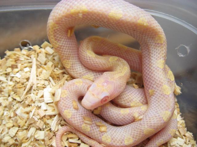 white-sided amel beast corn male